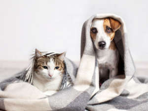 déménagement chien et chat