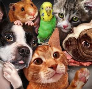 animaux domestiques