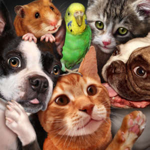 animaux domestiques